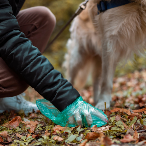 Dein Hund hat ständig Durchfall? Ursachen verstehen um deinem Hund nachhaltig zu helfen