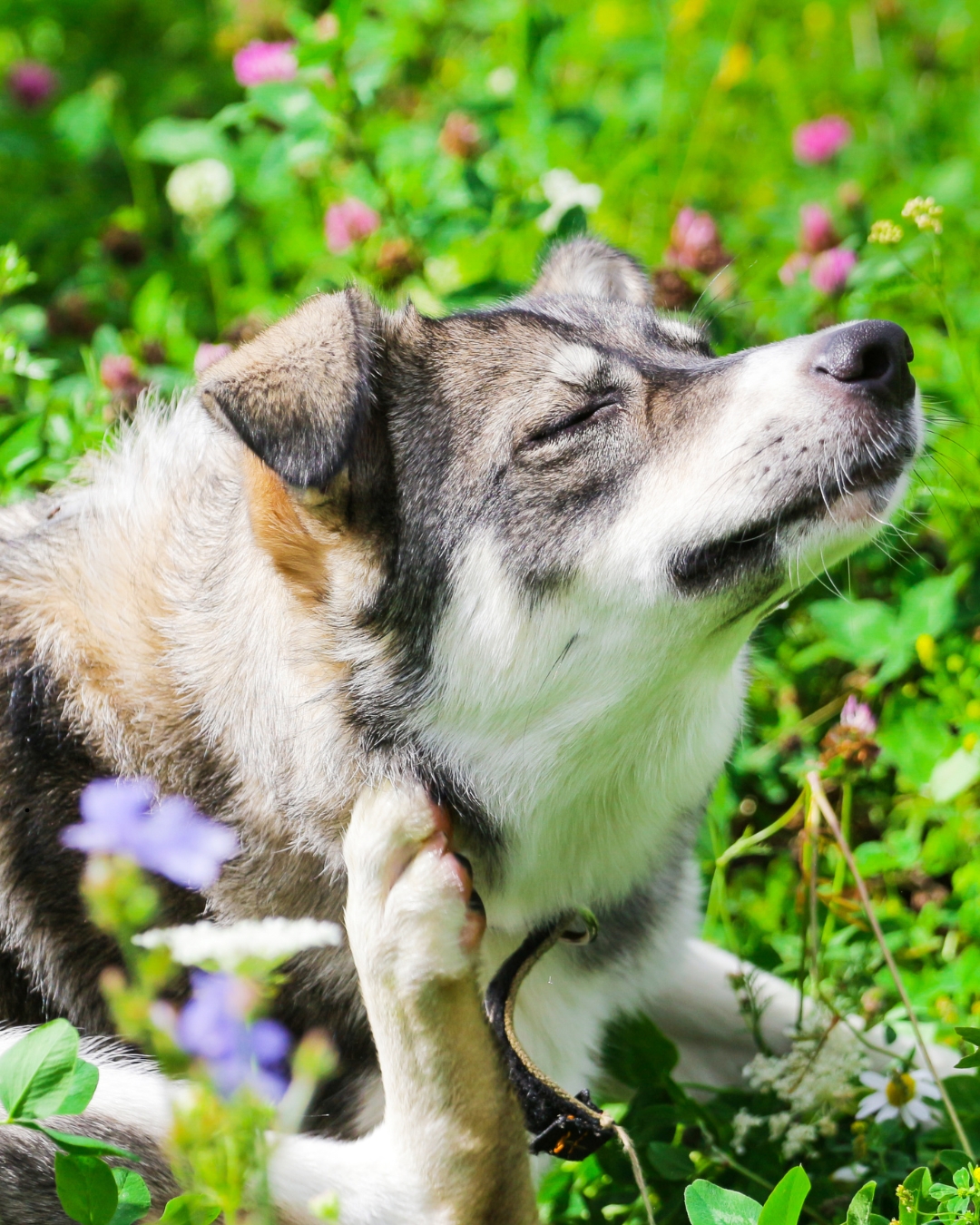 Dein Hund hat ständigen Juckreiz? Warum die Ursache oft im Darm liegt