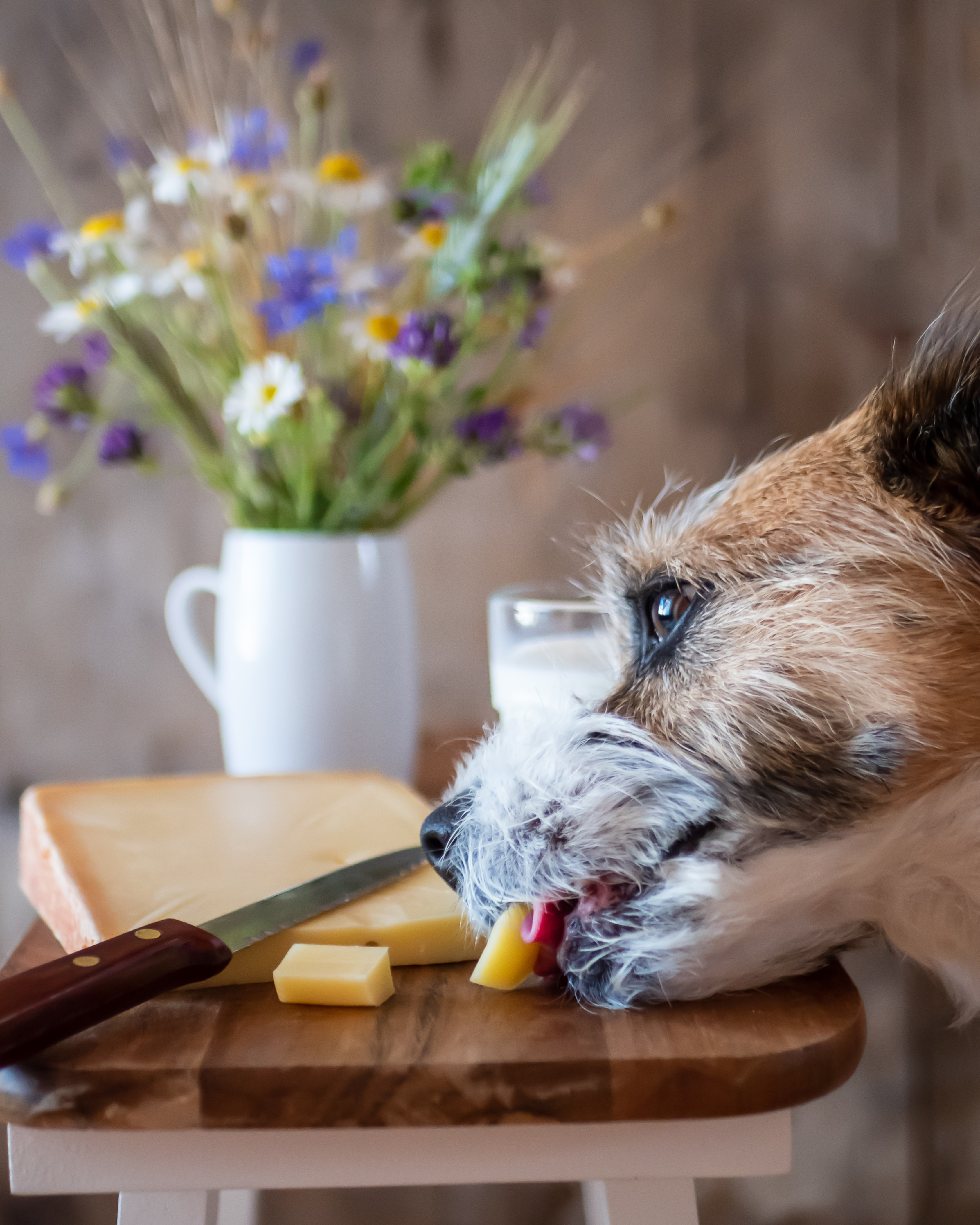 Käse für Hunde. Gefährlich oder völlig überbewertet?